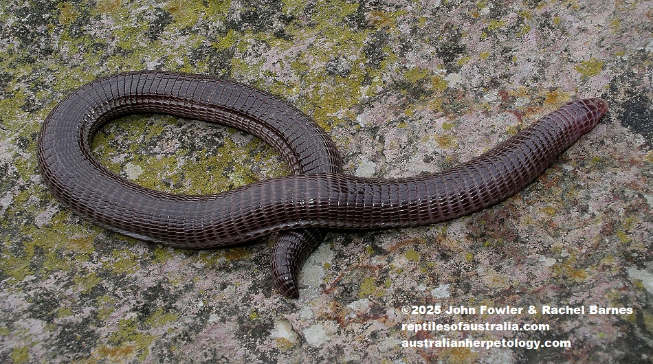 Anatolian Worm Lizard (Blanus strauchi) photographed on Kos (Island), Greece